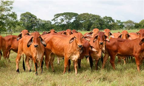 Perú habilita nuevas plantas de carne colombiana - TSM Noticias