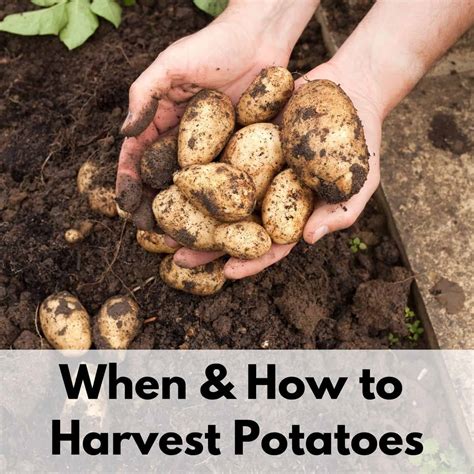 6 Ways To Harvest Potatoes - This is when to harvest potatoes - GLHW