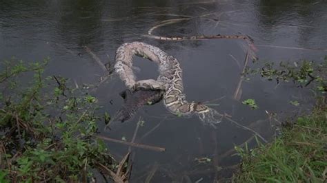 Image result for Alligator with Dead Python