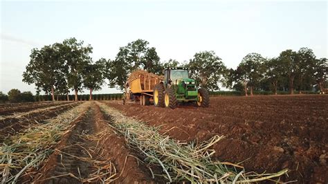 Four Oaks Farm | Morganza, Louisiana