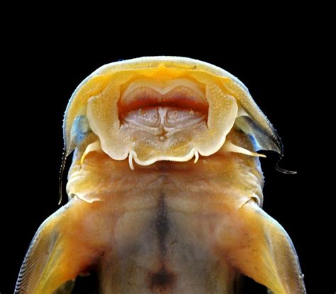 ZSI Scientists Discover a new Catfish from North Eastern Himalayan Area