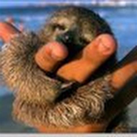 Image result for YouTube Corey Schafer Python