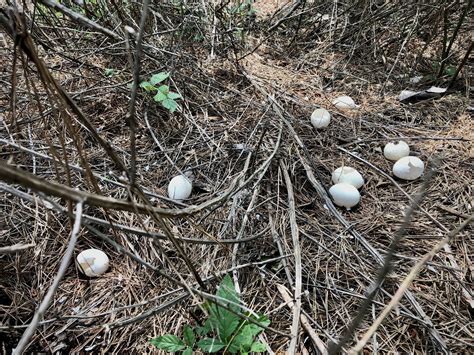 Turkey Nesting 的图像结果