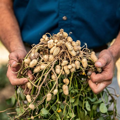 Where Do Peanuts Come From Where Did Peanuts Come From: A Nut's