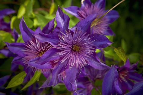 How and When to Prune Clematis Vines