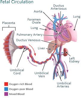 Bildergebnis für umbilical cord blood flow problems
