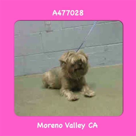ปักพินในบอร์ด Urgent Animals in Need at Moreno Valley Animal Services ...