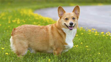 Meet the breed: Pembroke Welsh Corgi