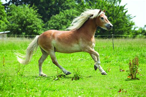 Pony Animal Breeds
