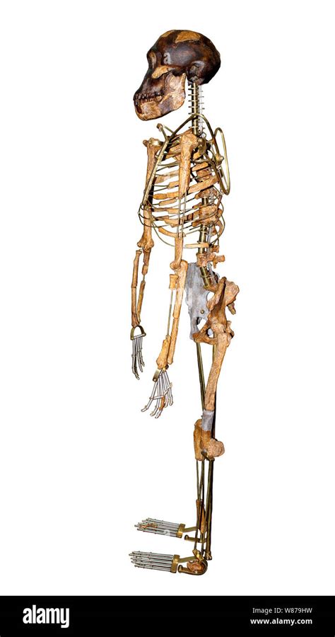 Image result for Australopithecus Skeleton