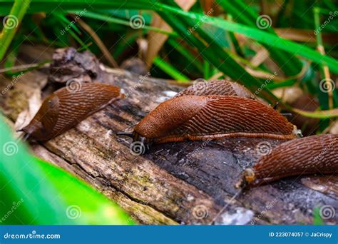 Close Up View of Common Brown Spanish Slug on Wooden Log Outside. Big ...