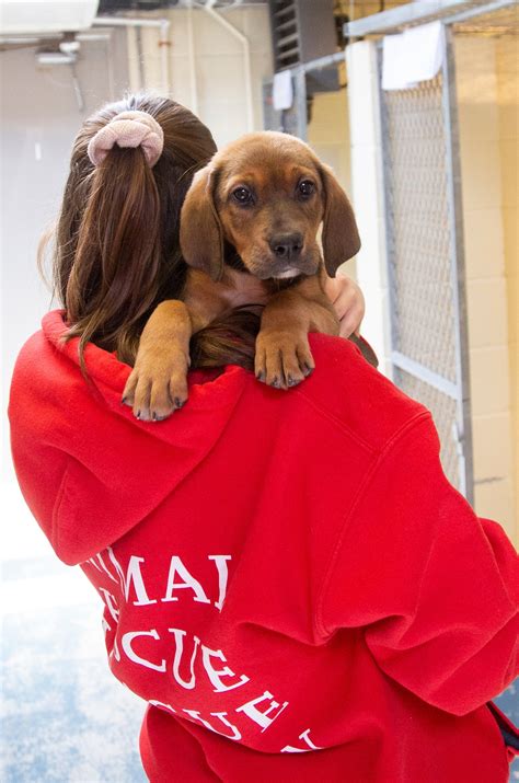 Animal Rescue League takes in almost 30 puppies from tornado-ravaged ...