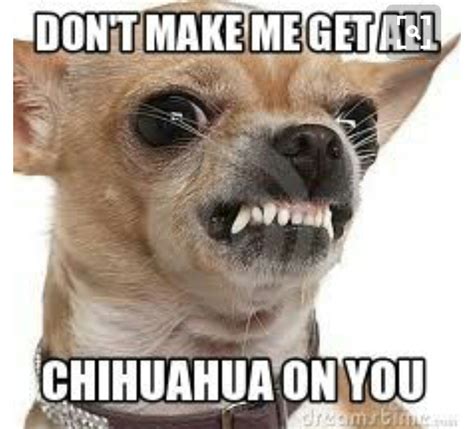 Pin by Anna Marie Akers ♥️ Olson on funny | Chihuahua funny, Chihuahua ...