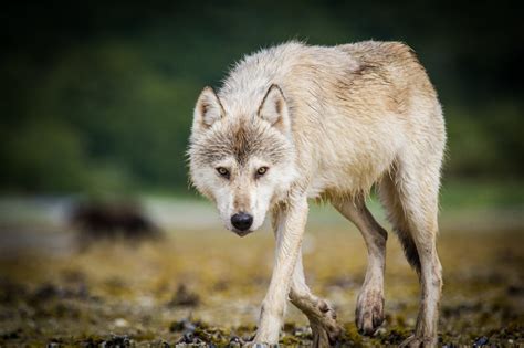 Do Wolves Attack Humans? | Outdoor Life