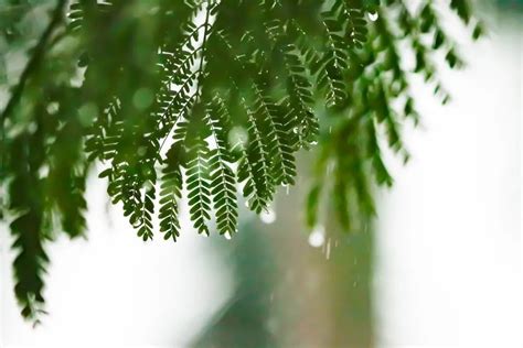 【美文共享】夏天的雨，飒爽的雨