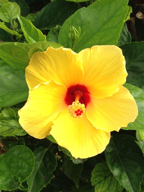 Mellow Yellow Hibiscus Plant for Vibrant Gardens
