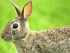Image result for Cottontail Rabbit Missouri