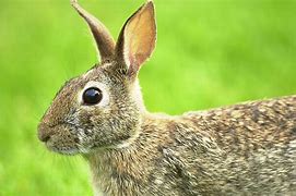 Image result for Jack Rabbit vs Cottontail