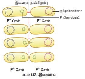 பாக்டீரியங்களின் இனப்பெருக்கம் - தாவரவியல் | Reproduction in Bacteria ...