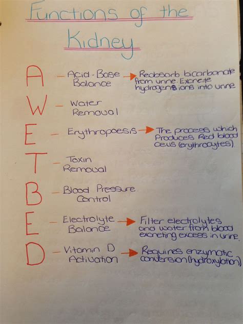 Foods to improve kidney health nursingstudents – Artofit