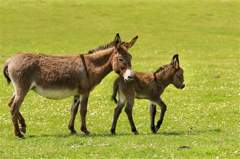 Donkey Animal Facts - Equus Asinus - A-Z Animals