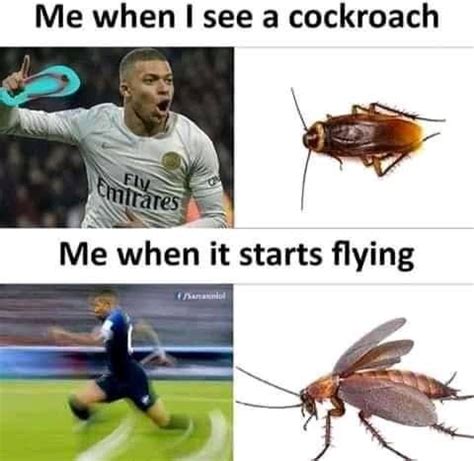 Cockroach Meme Invasion 的图像结果
