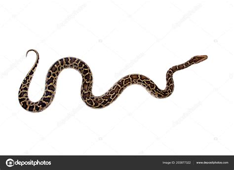 Image result for Burmese Python Background