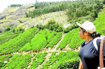 Amazing 3 Days 2 Nights Cochin To Munnar tea Garden Hill Station ...