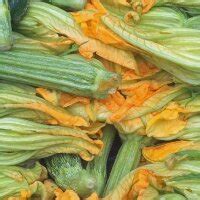 Light green courgette 'Genovese' (Cucurbita pepo) organic