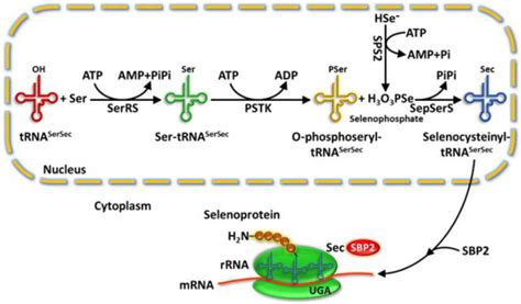 Image result for Selenium Prostate Cancer