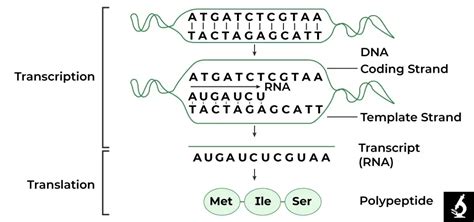 Image result for Coding Strand vs Template Strand