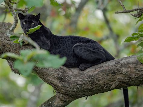 Black Panther Eating Deer