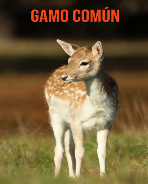 Buy Gamo común: Imágenes asombrosas y datos curiosos Online at ...