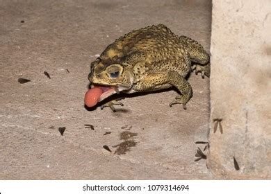 Image result for Toad Eating