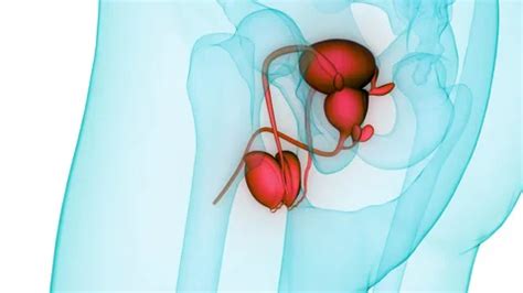 Image result for Male Reproductive System Animation