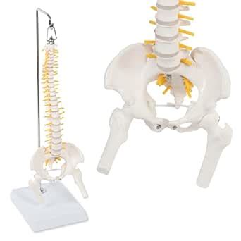 MonMed Miniature Vertebral Column Model with Spinal Nerves, Pelvis ...