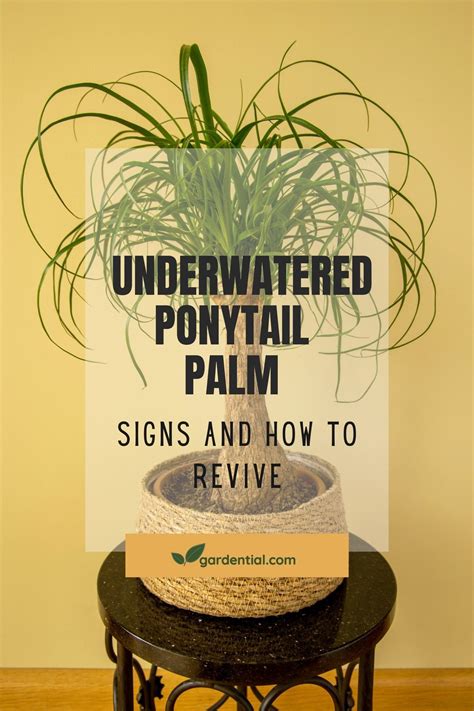 Underwatered Ponytail Palm – Signs and How To Revive - Gardential.com | Plant care houseplant ...