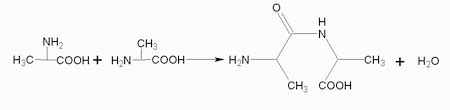 Image result for Dehydration Reaction Example