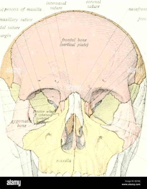 . Atlas and text-book of human anatomy. Anatomy -- Atlases. intrrna$al ...