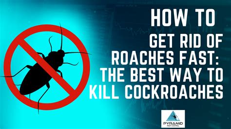 How to Kill Cockroach 的图像结果