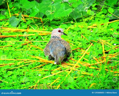 The Spotted Dove or Spilopelia Chinensis or Mountain Dove or Pearl ...