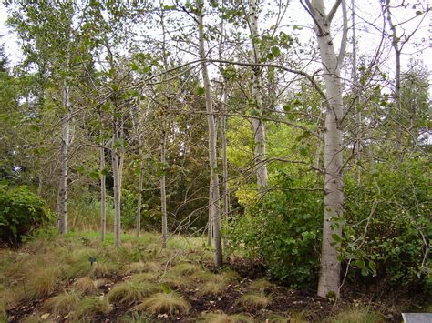 Trembling aspen (Populus tremuloides) | Department of Biological Sciences