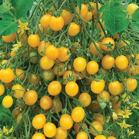 Buy Tomato Cherry Yellow Golden Currant Seeds – High Yield, Sweet ...