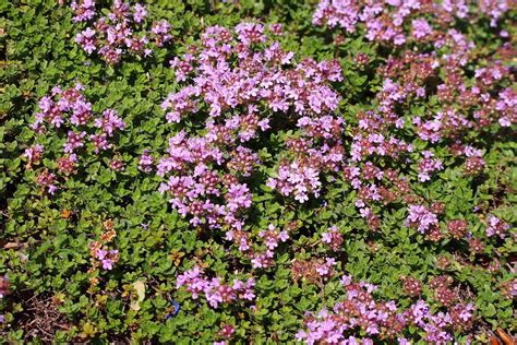 Red Creeping Thyme Zone Map at Lucy Hutchinson blog