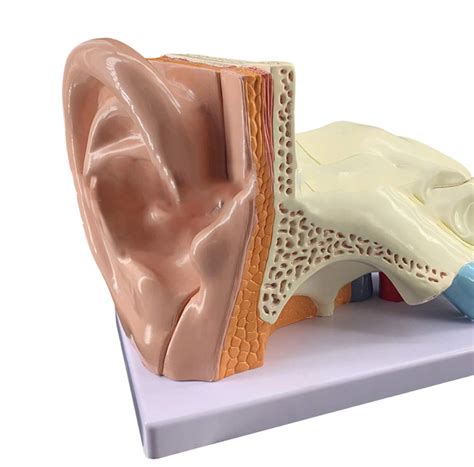 Ear Anatomical Model 5 Times Magnification Inner Ear Labyrinth Model ...