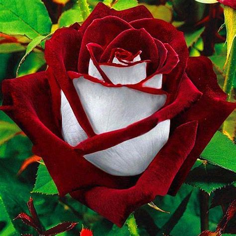 Red And White Rose Images