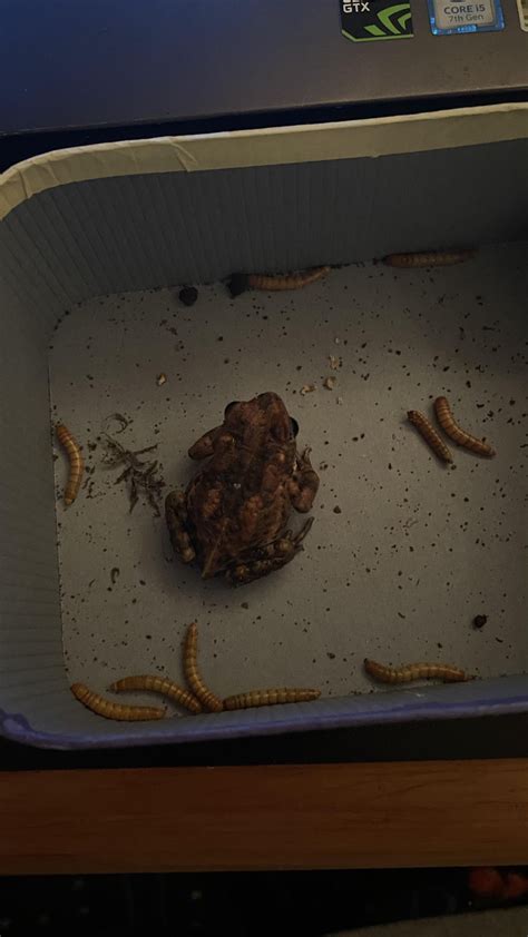 Image result for Toad Eating Drywall