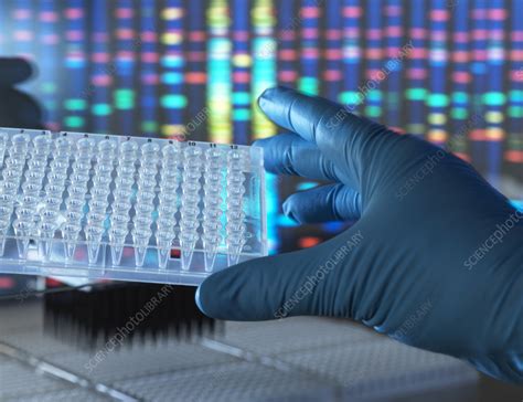 DNA Testing Procedure 的图像结果