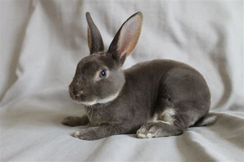 Image result for Mini Rex Varieties
