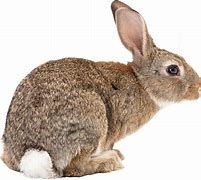 Image result for Eastern Cottontail Baby